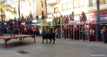 Toro en la plaza