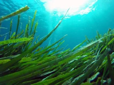 Fondo marino de posidonia – Buceo Puerto Jávea