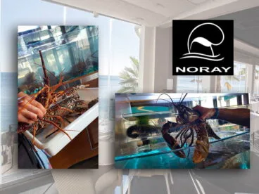 Langosta viva Restaurante Noray