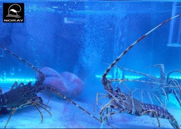 Pecera Restaurante Noray