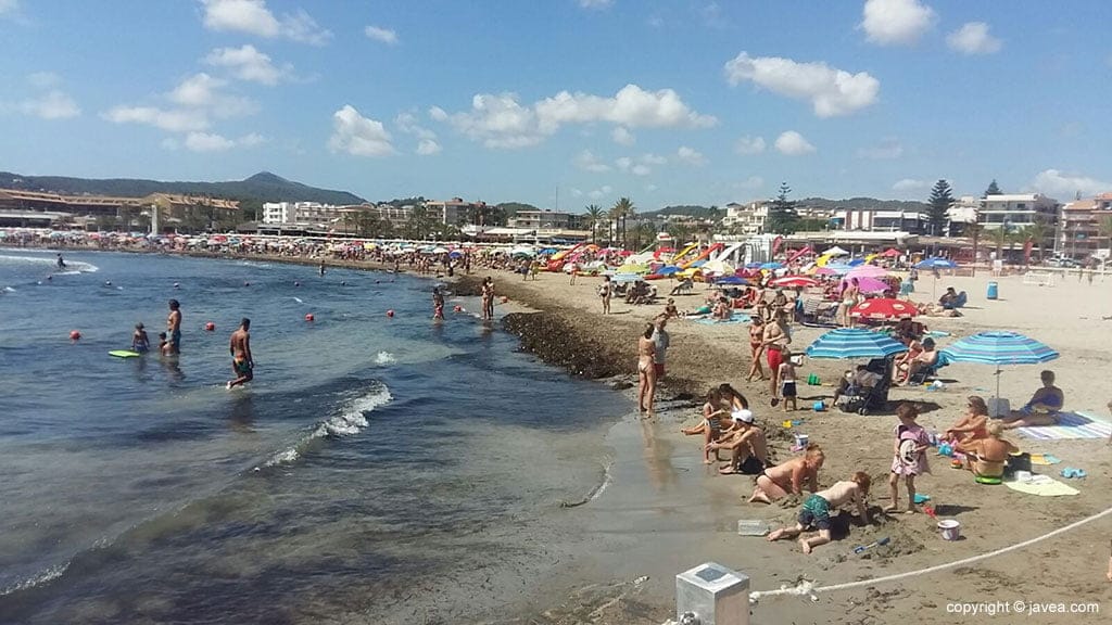 Algas en la Playa del Arenal