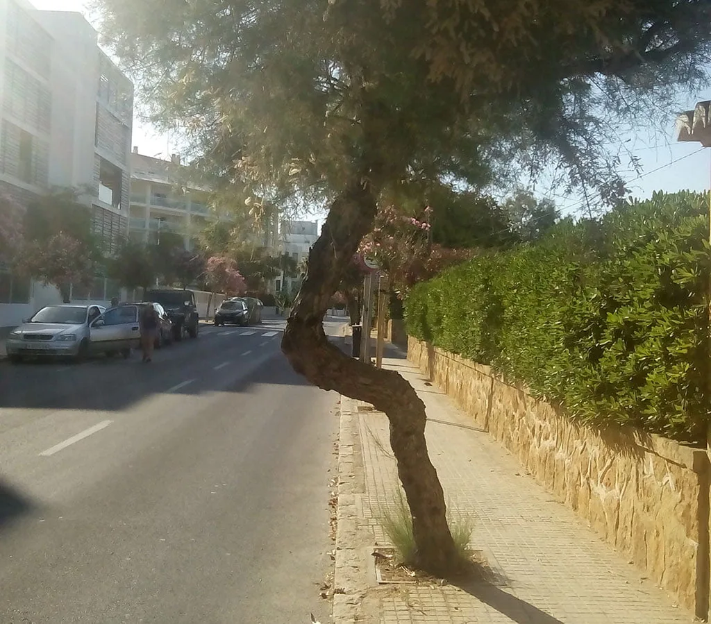 Árbol en la avenida Ultramar