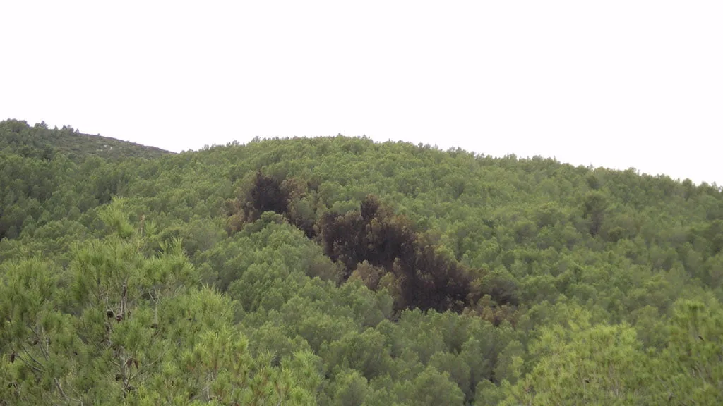Masa forestal en la partida de Tarraula en Xàbia