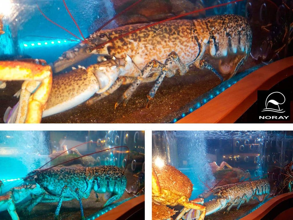 Piezas de marisco Restaurante Noray