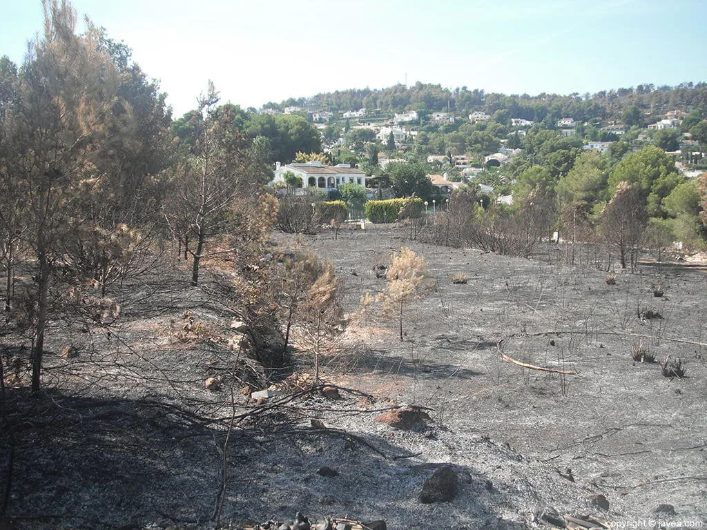Parcela afectada por el fuego