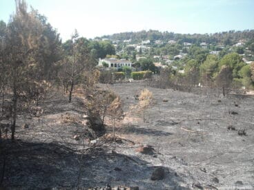 Pinosol, afectada la zona pinar