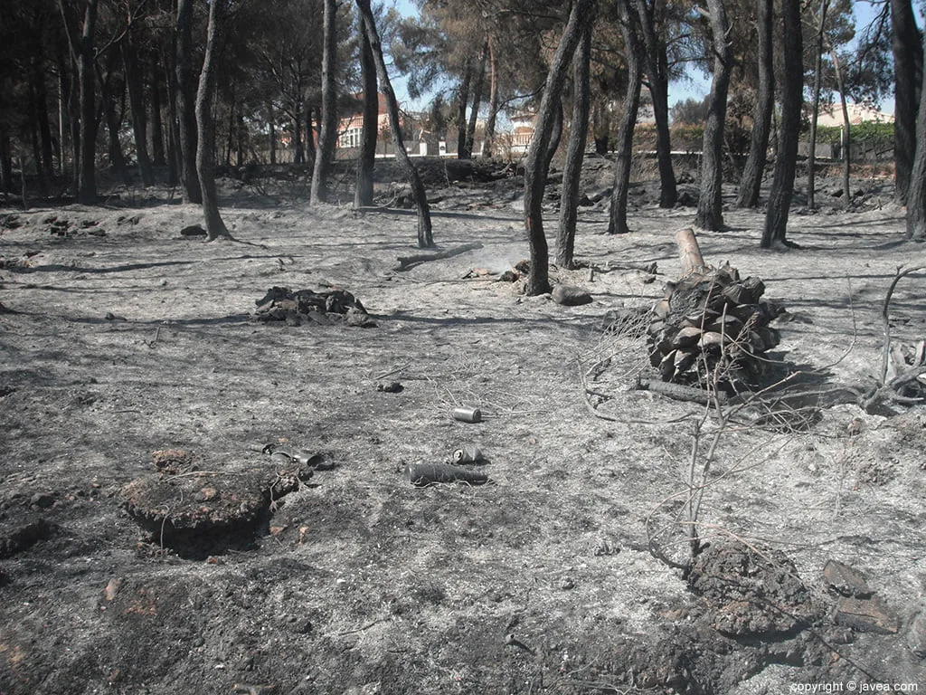 Parcela calcinada