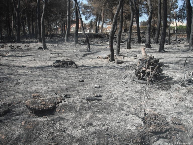 Zona forestal quemada