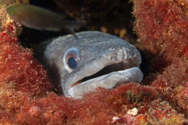 Hacer snorkel en Xàbia