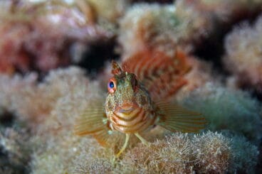 Hacer snorkel en Xàbia