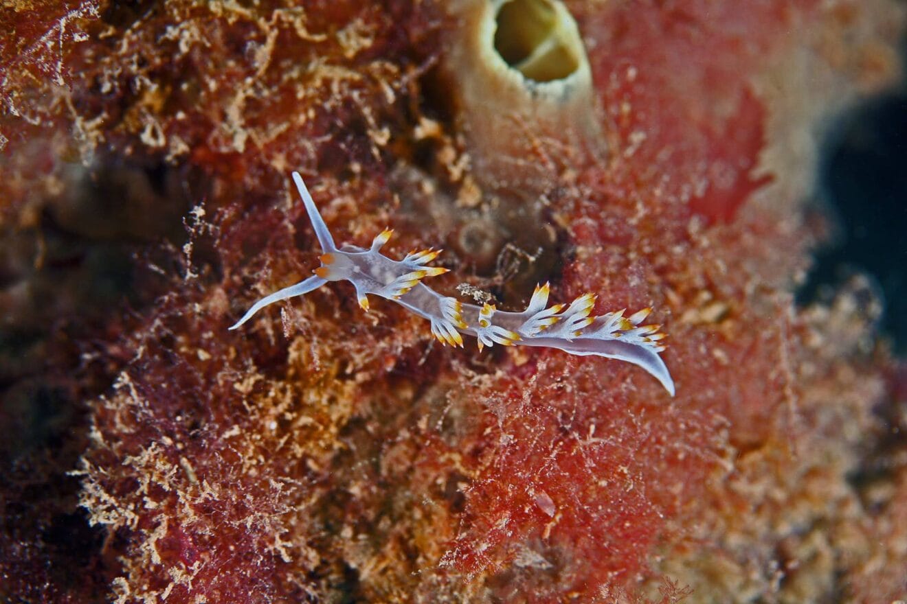 Hacer snorkel en Xàbia