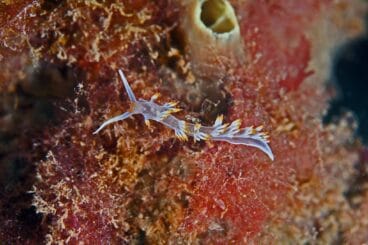 Hacer snorkel en Xàbia