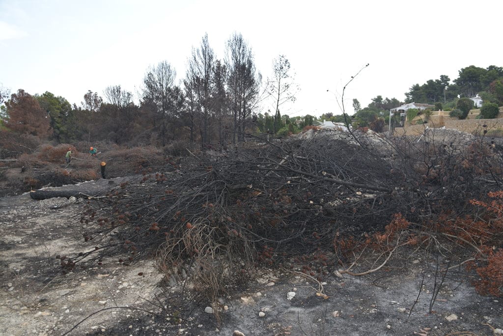 Limpian las zonas quemadas y talan los árboles afectados