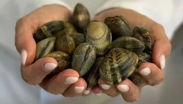 Almejas frescas preparadas con el sabor auténtico del mar