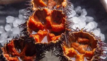 Erizos de mar una joya marina en la carta de La Perla