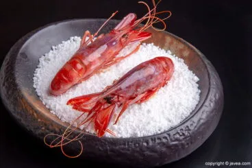 Gamba Roja La Perla de Jávea