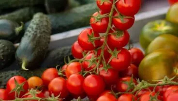 Tomates frescos del Mediterráneo con sabor a huerta auténtica