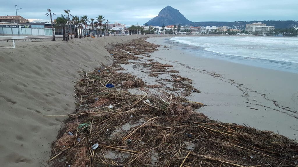 Cañas en los diques del arenal