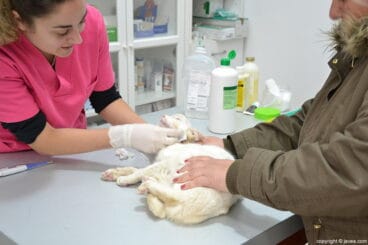 Gato Centro Veterinario La Nao