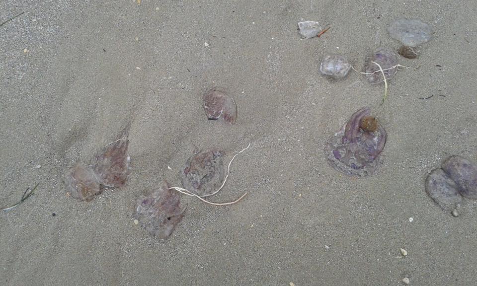 Medusas en la playa del Arenal