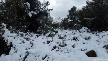 79 Nieve en Xàbia
