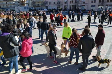 Animales en la bendición