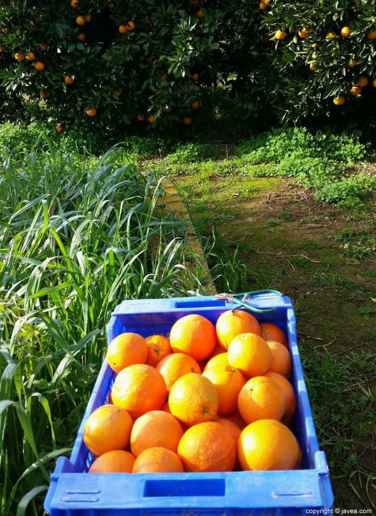 Naranjas de cultivo ecológico