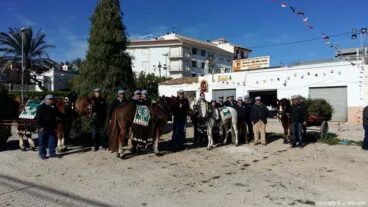 ‘Plantà’ Pino Sant Antoni