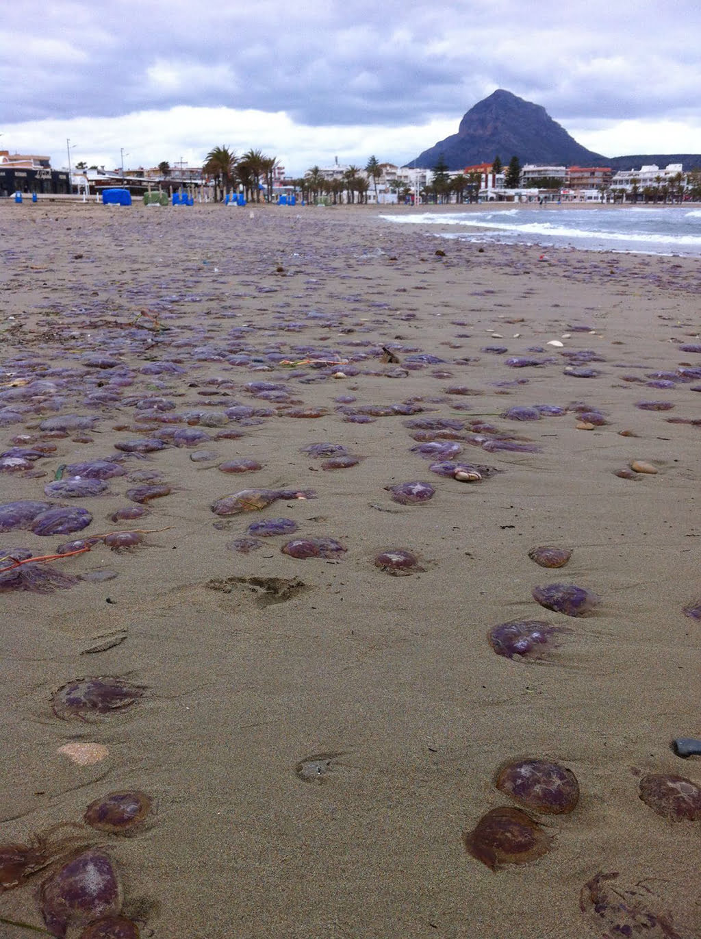 Insólita imagen de la playa del Arenal con miles de medusas