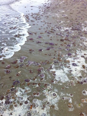 Medusas en el Arenal