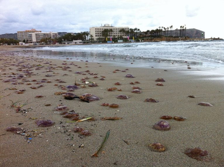 Playa del Arenal invadida por medusas a causa del temporal