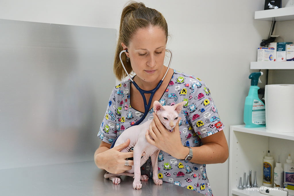 Expertos felinos – Centro Veterinario Animalets