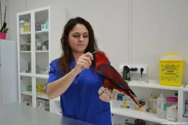 Loro Animalets Centro Veterinario
