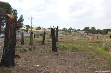 20 árboles de Pinosol serán esculturas