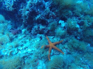 Fondo del mar con Buceo Puerto Javea
