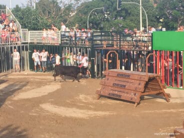 Suelta de toros Fogueres Xàbia