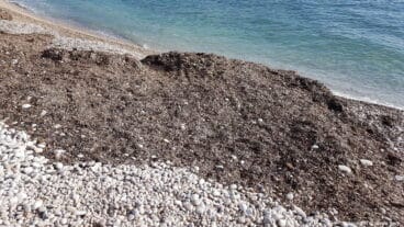 Algas en el primer Montañar sacadas por el temporal