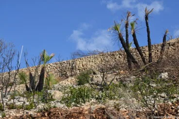 Brotes verdes en la Granadella