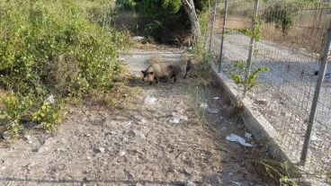Cerdos vietnamita en el Saladar