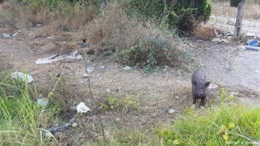 Cerdos vietnamitas en Jávea
