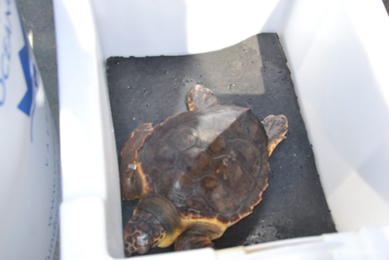 Suelta de tortuga marina en Xàbia