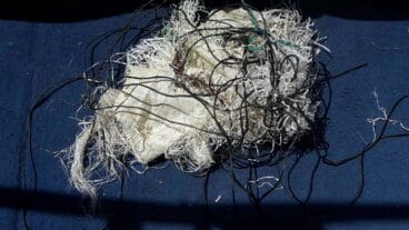 Hilo de pescar en el que estaba enredada la tortuga