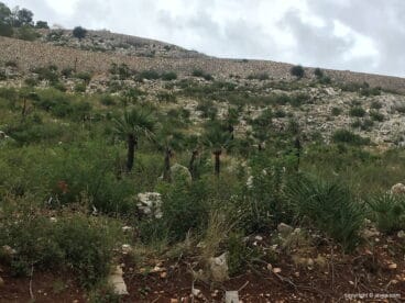 La Granadella revive tras el incendio