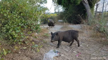 Los vecinos se quejan de los cerdon vietnamitas que invaden las parcelas