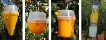 Trampas para la mosca de la fruta