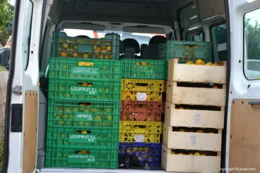 3500 kilos de mandarinas para los colectivos necesitados