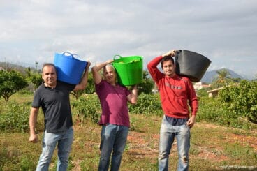 Voluntarios en la recogida de mandarinas