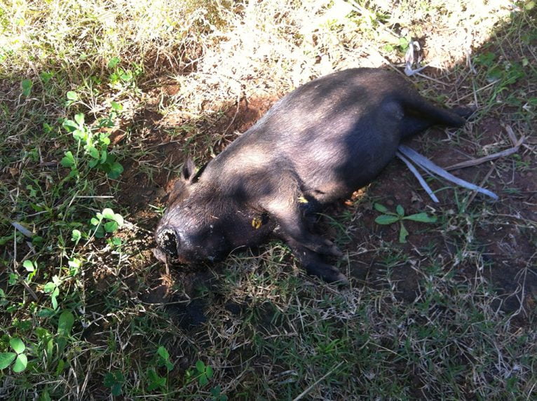 Cerdo vietnamita fallecido