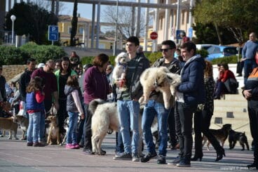Bendición de animales por San Antonio Abad