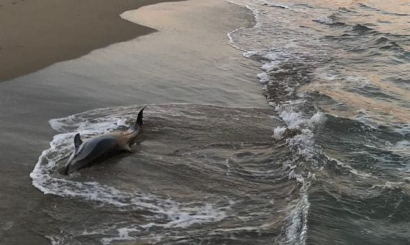 delfin-muerto-en-la-playa-del-arenal-590×352